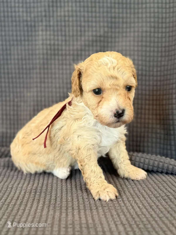 Daphne – Poodle - Miniature  puppy for sale in Morehead, KY