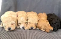 Daphne, a female Poodle - Miniature  for sale in Westfield, IN – Photo 4 of 4