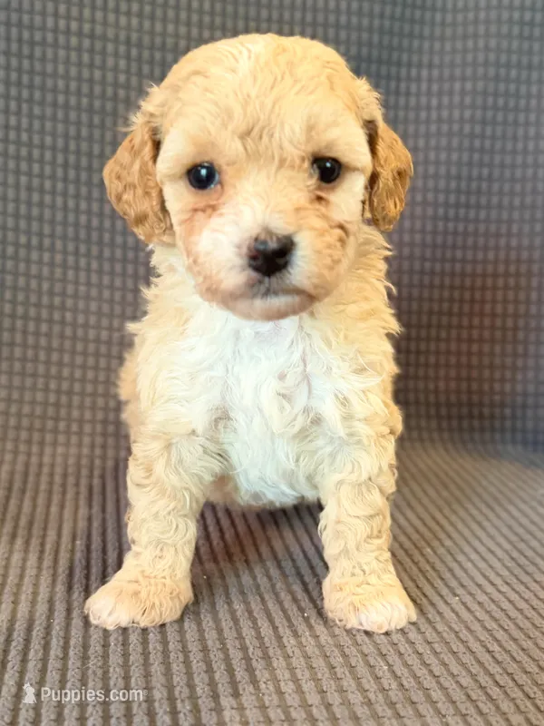 Daphne – Poodle - Miniature  puppy for sale in Westfield, IN