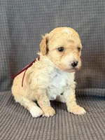 Daphne, a female Poodle - Miniature  for sale in Westfield, IN – Photo 3 of 4