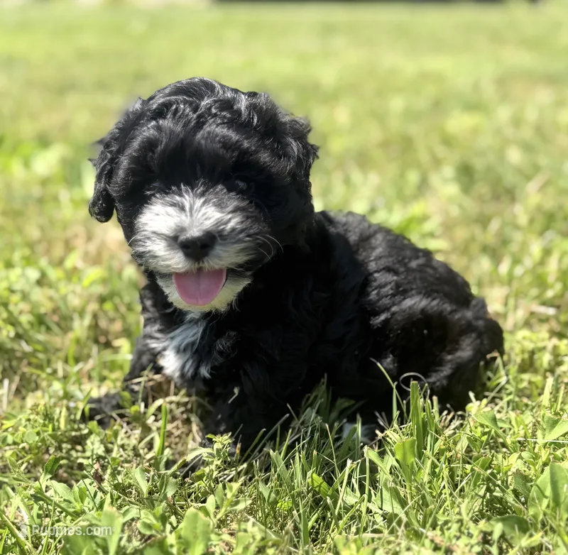 Harper – Poodle - Miniature , Morkie puppy for sale in Westfield, IN
