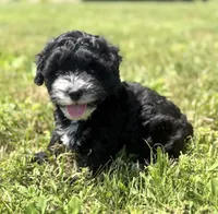 Harper, a female Poodle - Miniature  and Morkie for sale in Westfield, IN – 1 of 3