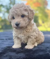 Beau, a male Maltipoo for sale in Westfield, IN – 5 of 6