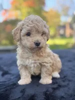 Beau, a male Maltipoo for sale in Westfield, IN – 4 of 6