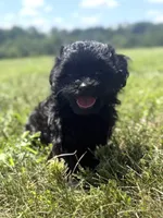Holly, a female Poodle - Miniature  and Morkie for sale in Westfield, IN – 2 of 4