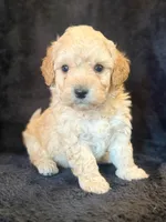Forest, a male Poodle - Miniature  for sale in Westfield, IN – 1 of 4