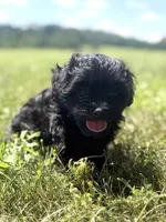 Holly, a female Poodle - Miniature  and Morkie for sale in Westfield, IN – 3 of 4