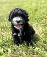 Harper, a female Poodle - Miniature  and Morkie for sale in Westfield, IN – 2 of 3