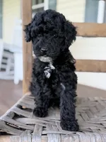 Joey, a male Maltipoo for sale in Westfield, IN – 2 of 3