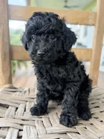 Tommy, a male Maltipoo for sale in Morehead, KY – 2 of 2