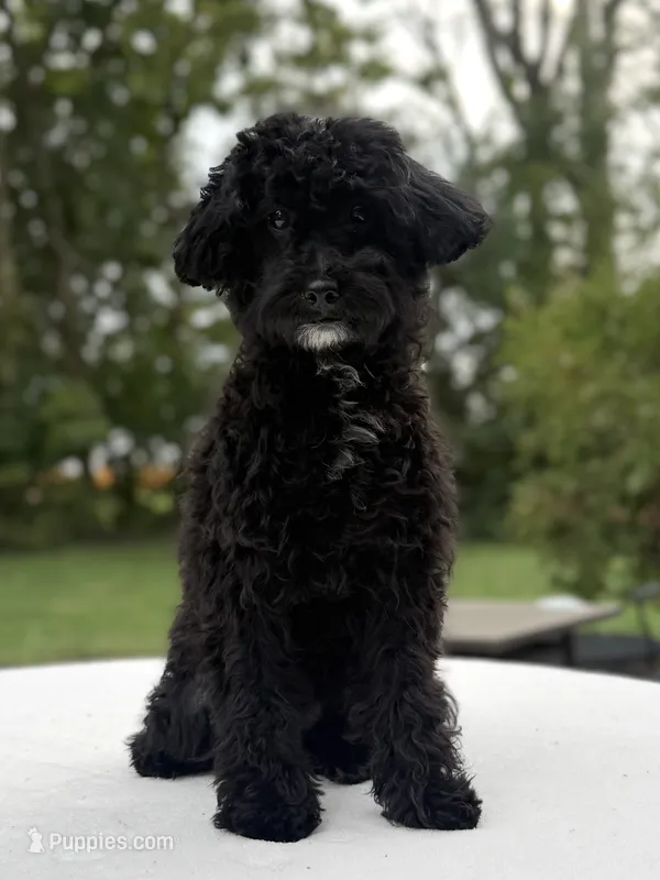 Joey – Maltipoo puppy for sale in Westfield, IN