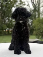 Joey, a male Maltipoo for sale in Westfield, IN – 1 of 3