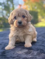 Belle, a female Maltipoo for sale in Westfield, IN – 2 of 4