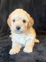 Forest, a male Poodle - Miniature  for sale in Westfield, IN – 2 of 4