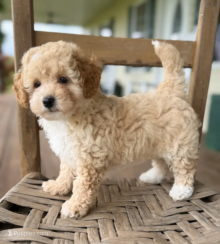 Daphne – Poodle - Miniature  puppy for sale in Morehead, KY