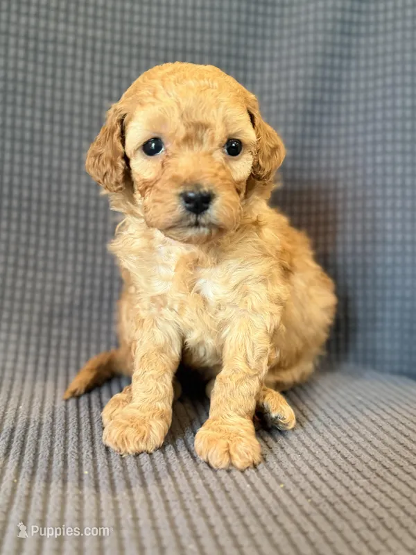 Sweet Pea – Poodle - Miniature  puppy for sale in Westfield, IN