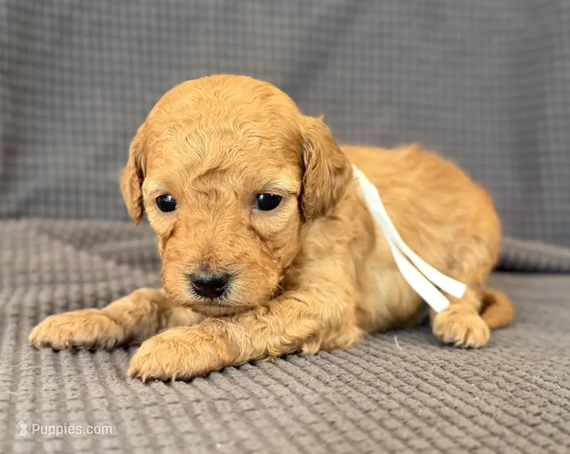 Sweet Pea – Poodle - Miniature  puppy for sale in Morehead, KY