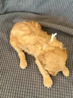 Sweet Pea, a female Poodle - Miniature  for sale in Westfield, IN – Photo 3 of 4