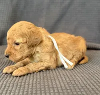 Sweet Pea, a female Poodle - Miniature  for sale in Westfield, IN – Photo 2 of 4