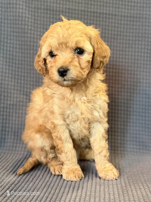 Sweet Pea – Poodle - Miniature  puppy for sale in Westfield, IN