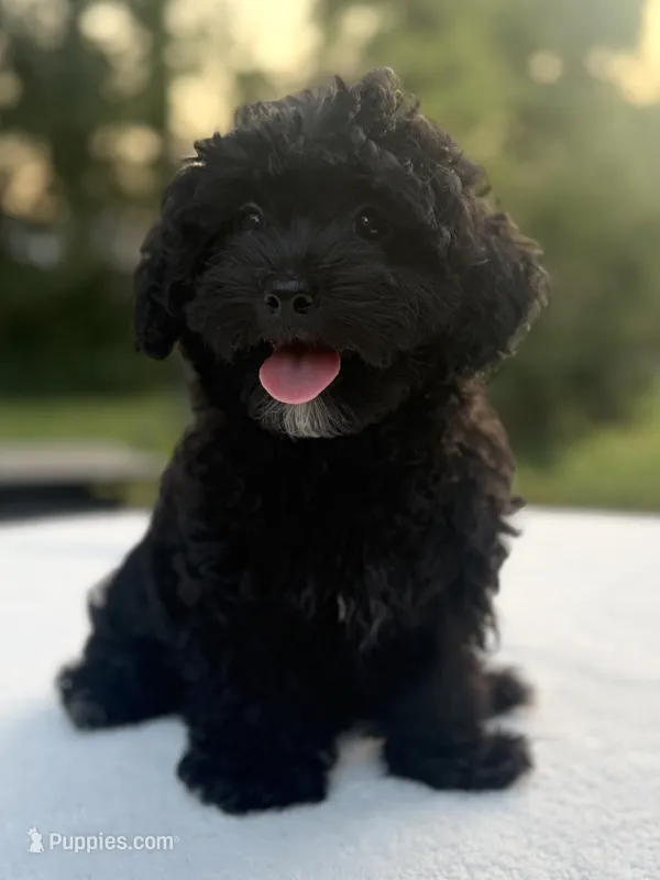 Homer – Poodle - Miniature , Morkie puppy for sale in Westfield, IN