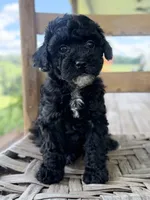 Joey, a male Maltipoo for sale in Morehead, KY – 2 of 3