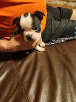 Chester, ACA, a male Boston Terrier for sale in Peoria, AZ – Photo 7 of 8