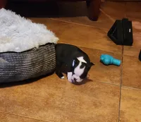 Chester, ACA, a male Boston Terrier for sale in Peoria, AZ – Photo 2 of 8