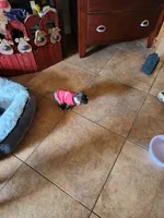 Chester, ACA, a male Boston Terrier for sale in Peoria, AZ – Photo 8 of 8