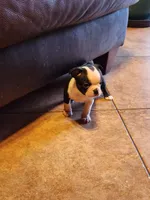 Chester, ACA, a male Boston Terrier for sale in Peoria, AZ – Photo 1 of 8