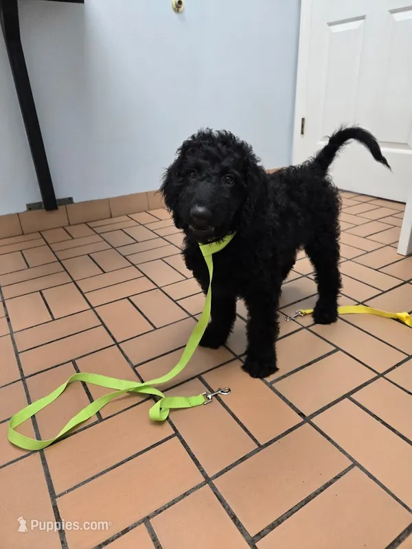 Jesse – Bordoodle puppy for sale in Jacksonville, FL