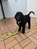 Jesse, a male Bordoodle for sale in Jacksonville, FL – 1 of 1