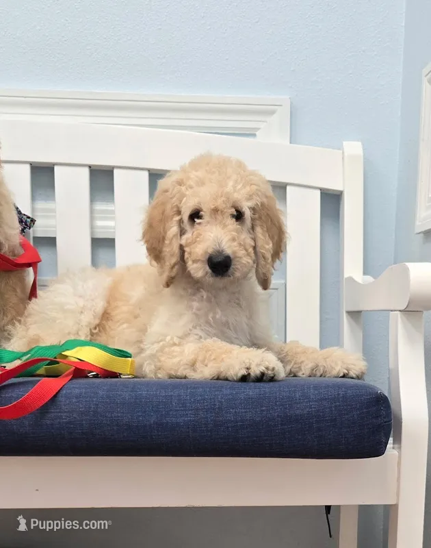 Teddy – Bordoodle puppy for sale in Jacksonville, FL