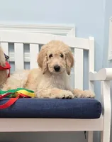 Teddy, a male Bordoodle for sale in Jacksonville, FL – 1 of 2
