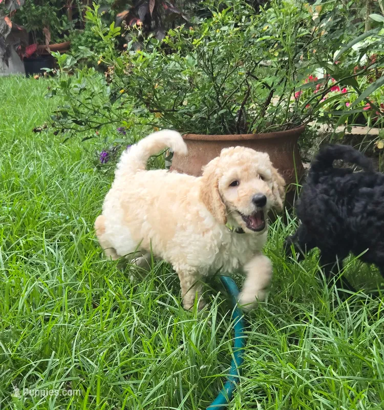 Jolly – Bordoodle puppy for sale in Jacksonville, FL