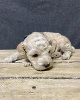 Maximus, a male Cockapoo for sale in Sunbury, PA – 5 of 9