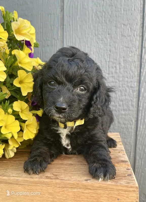 Milo – Cockapoo puppy for sale in Sunbury, PA