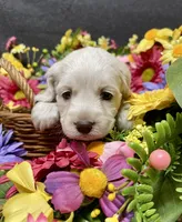 Meeko, a male Cockapoo for sale in Sunbury, PA – 4 of 8