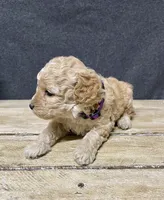 Lavender , a female Cockapoo for sale in Sunbury, PA – 9 of 9