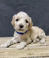 Maximus, a male Cockapoo for sale in Sunbury, PA – 8 of 9