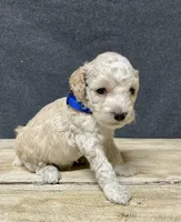 Maximus, a male Cockapoo for sale in Sunbury, PA – 9 of 9