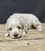 Meeko, a male Cockapoo for sale in Sunbury, PA – 3 of 8