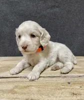 Lola, a female Cockapoo for sale in Sunbury, PA – 5 of 10