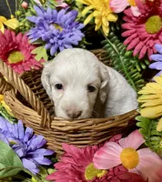 Lola, a female Cockapoo for sale in Sunbury, PA – 8 of 10