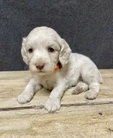 Lola, a female Cockapoo for sale in Sunbury, PA – 2 of 10
