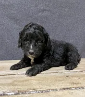 Milo, a male Cockapoo for sale in Sunbury, PA – 2 of 6