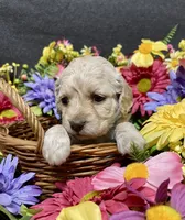 Lily, a female Cockapoo for sale in Sunbury, PA – 8 of 10