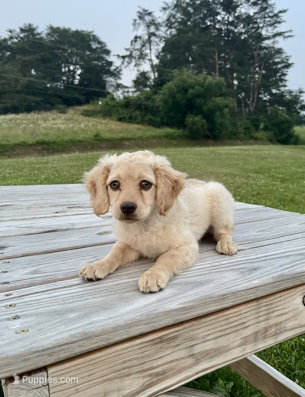 Lily – Cockapoo puppy for sale in Sunbury, PA