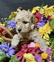 Lavender , a female Cockapoo for sale in Sunbury, PA – 6 of 9