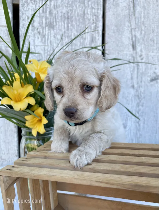 Lily – Cockapoo puppy for sale in Sunbury, PA